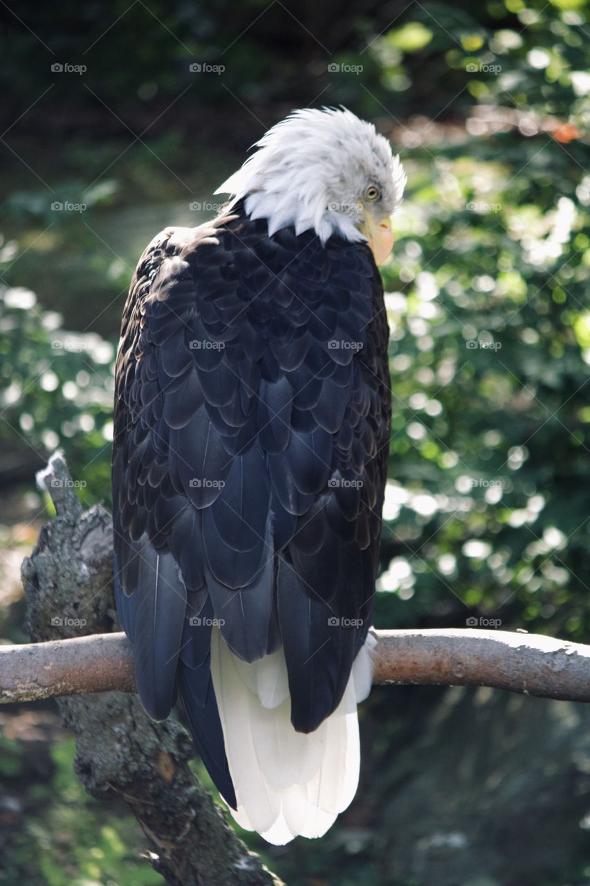 The great bald eagle 