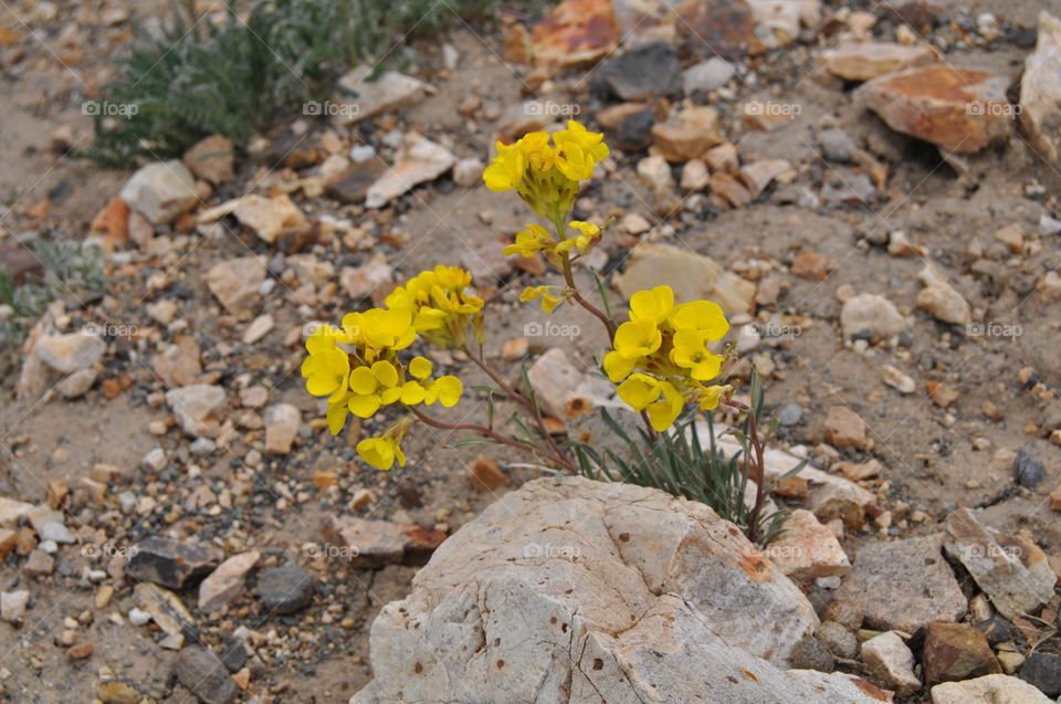 Wild mountain flowers