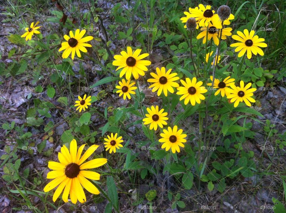 wildflowers wildflower black eyed susans by serenitykennedy