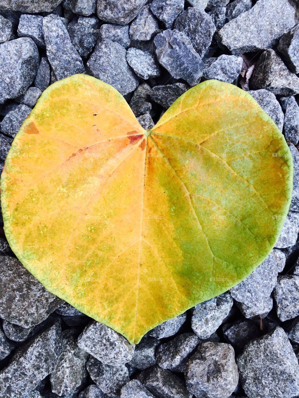 yellow heart shaped leaf