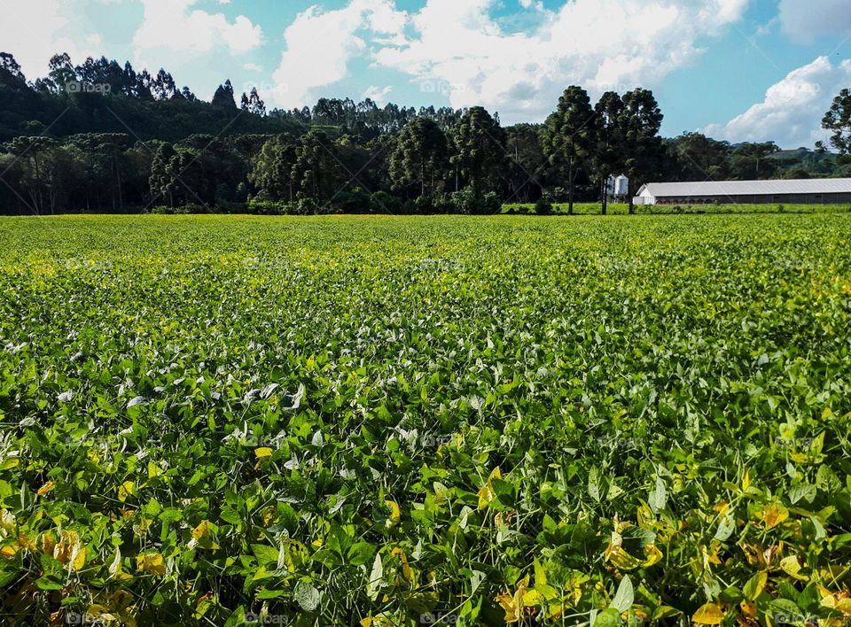 Soybean plantation in southern Brazil. In the background ecosystem of the Atlantic Forest with an Araucaria Forest, typical of the region.