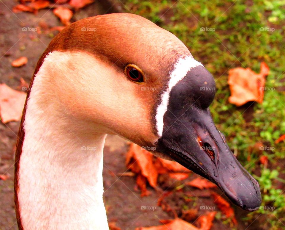 Close-up wild goose chase