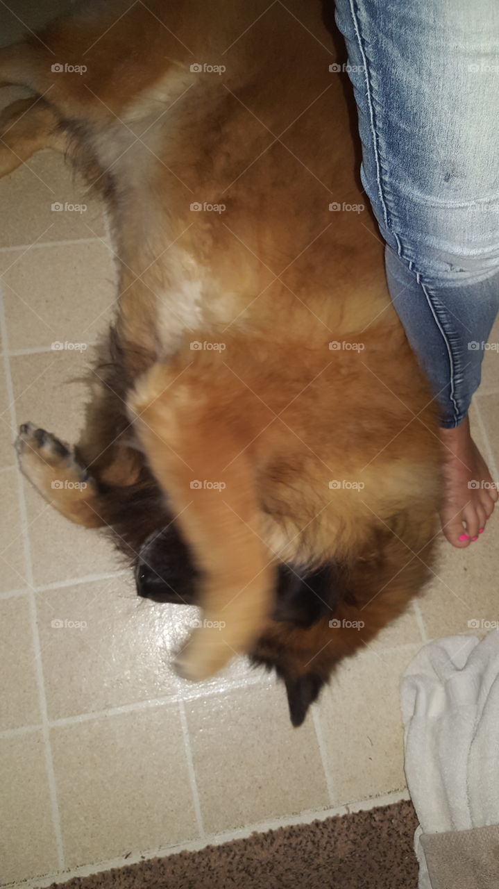 Dog, Mammal, Pet, Canine, No Person