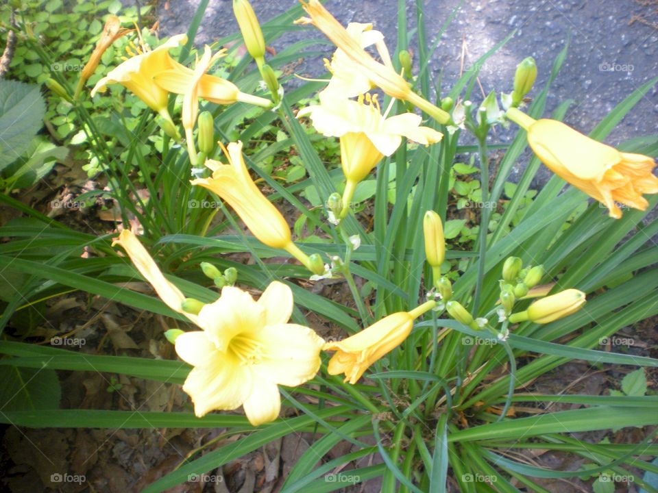 Japanese day lilies . flowers in home garden 