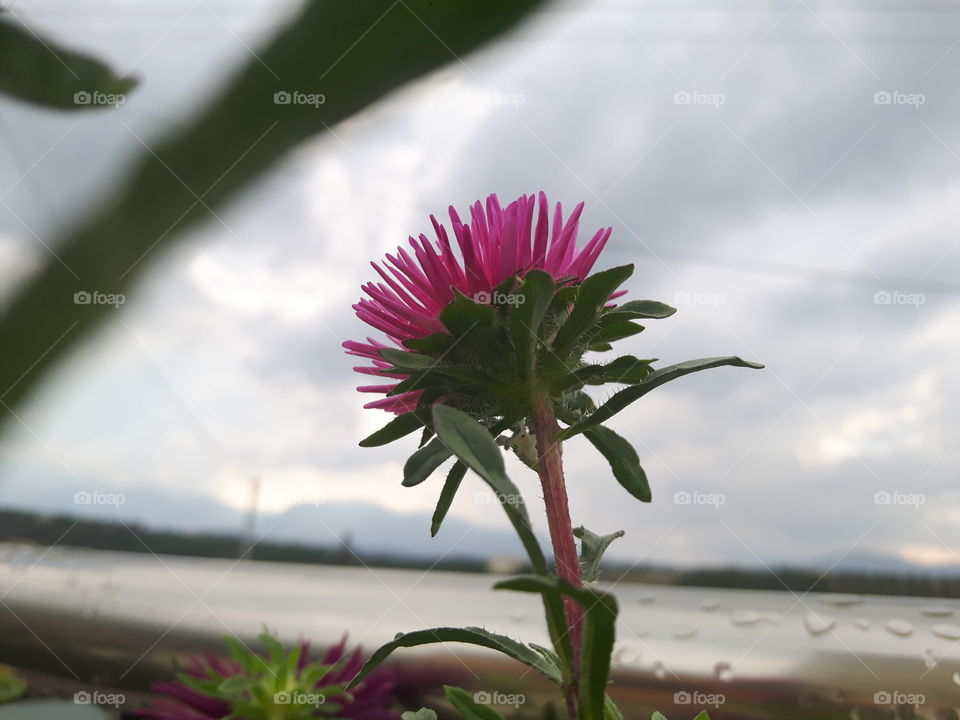 Looking at flowers always make my day better
