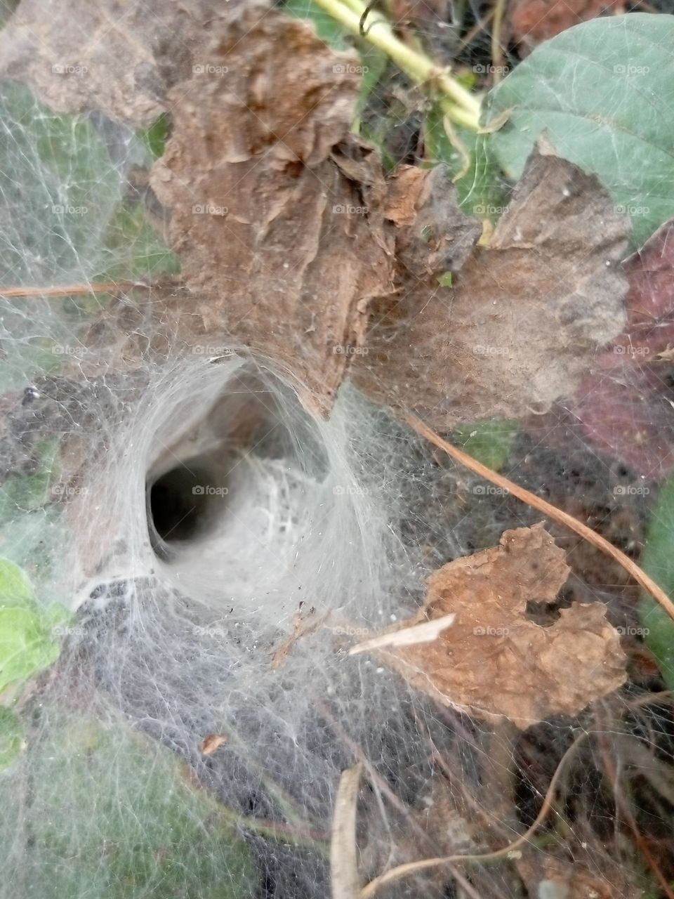 A cobweb like hole