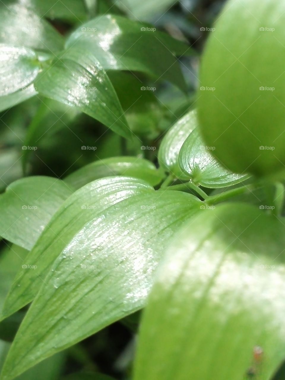 Sunlit leaves of a vine plant