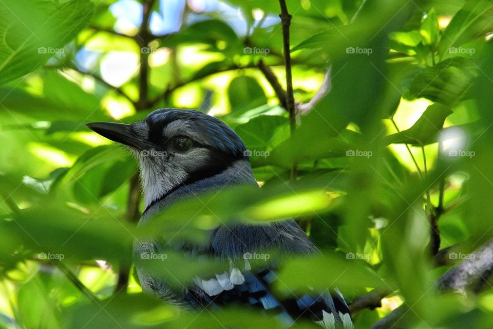 Blue Jay my yard