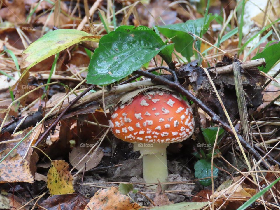 Fly agaric mushroom