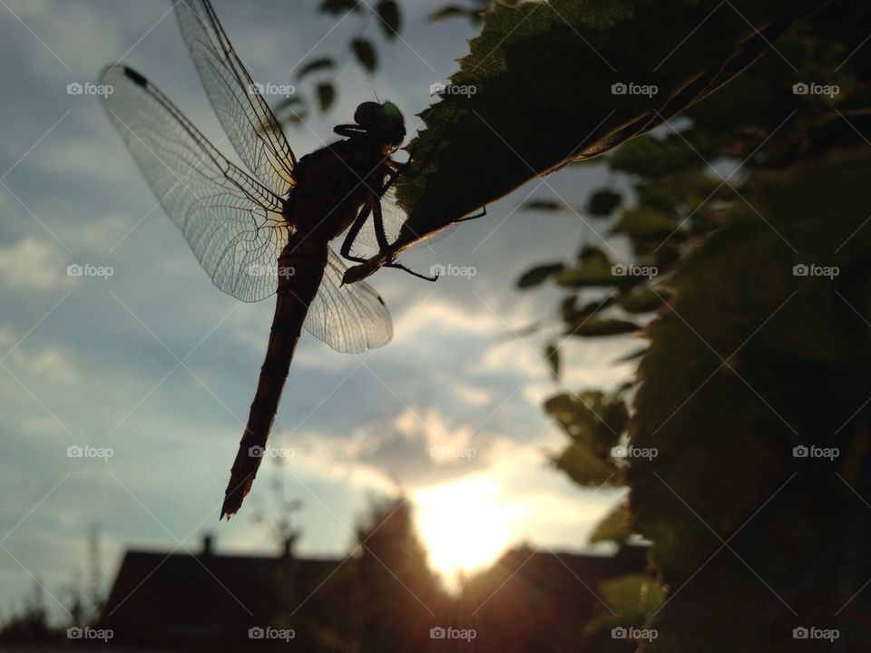 Dragonfly