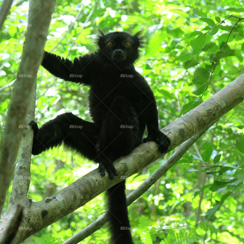 Black Lemur