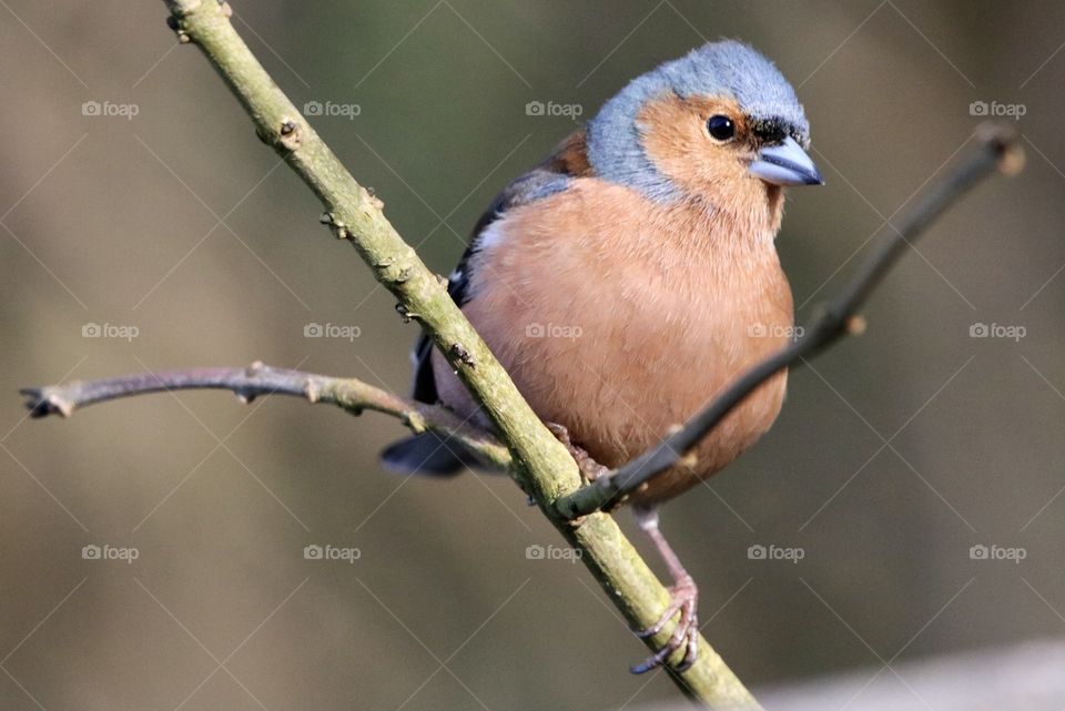 Chaffinch 