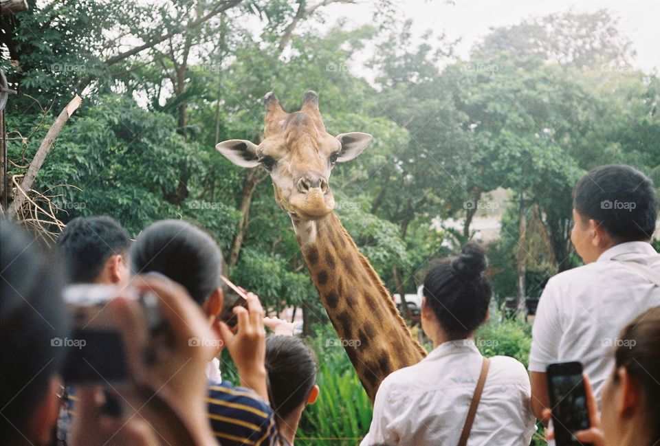 Giraffe saying hello