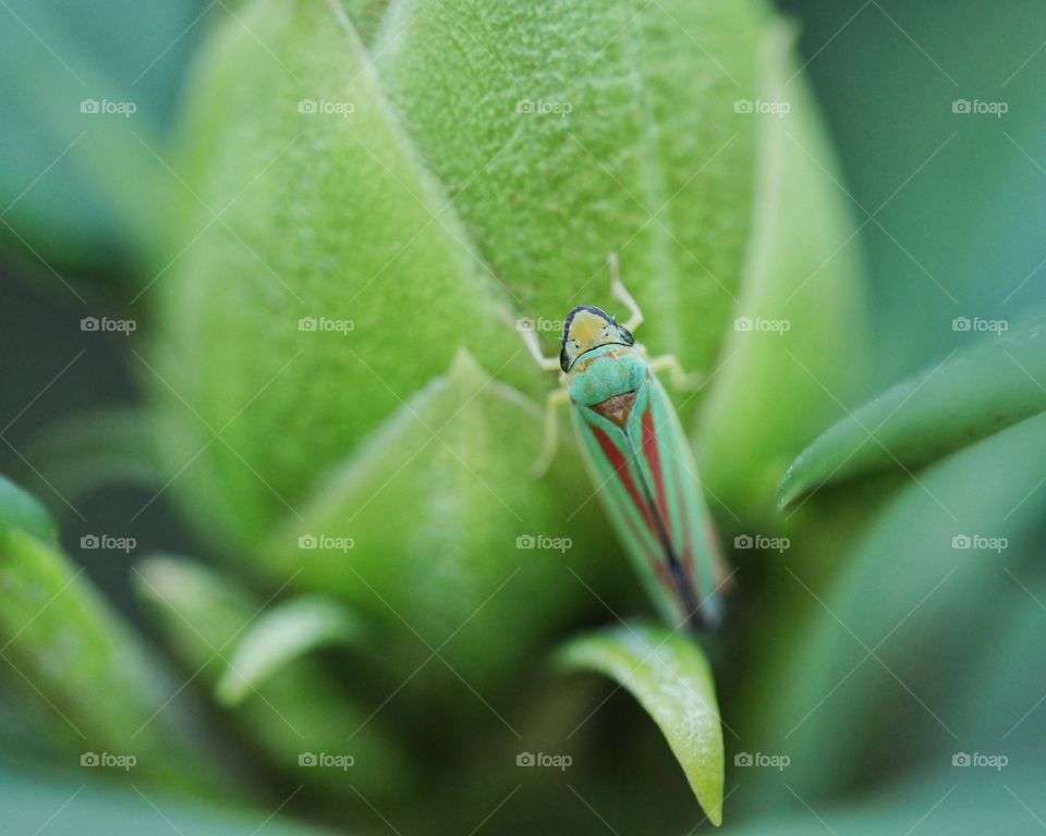 Colorful rhododendron leafhopper perching on rhododendron bud