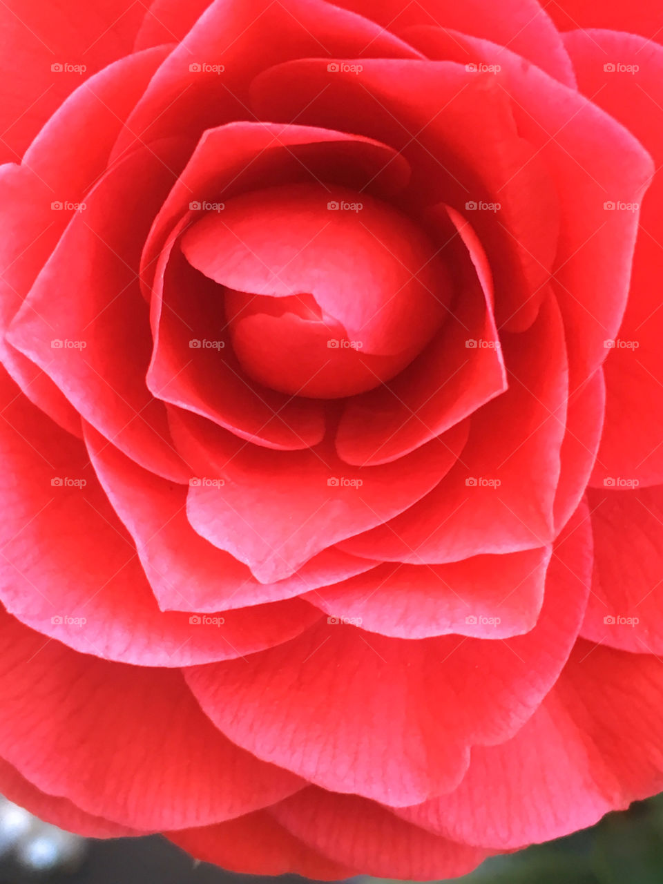 Red camellia 