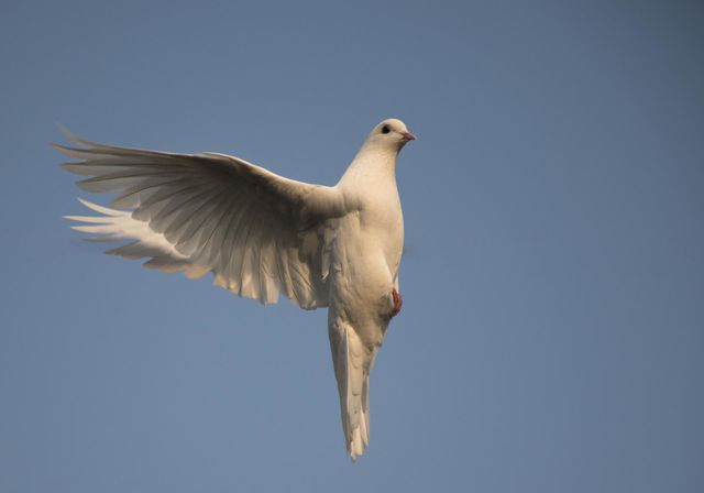 Pigeons fly perpendicular