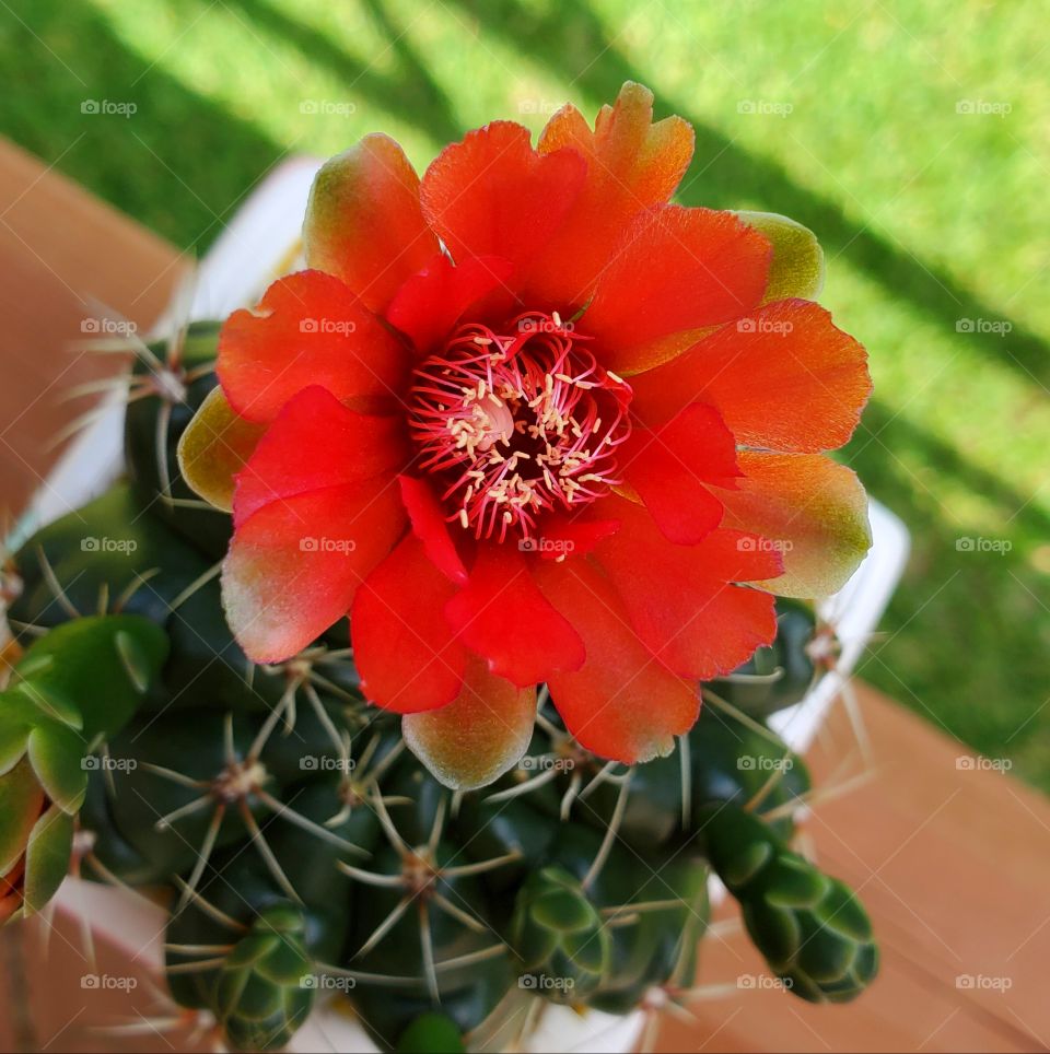 cactus flower