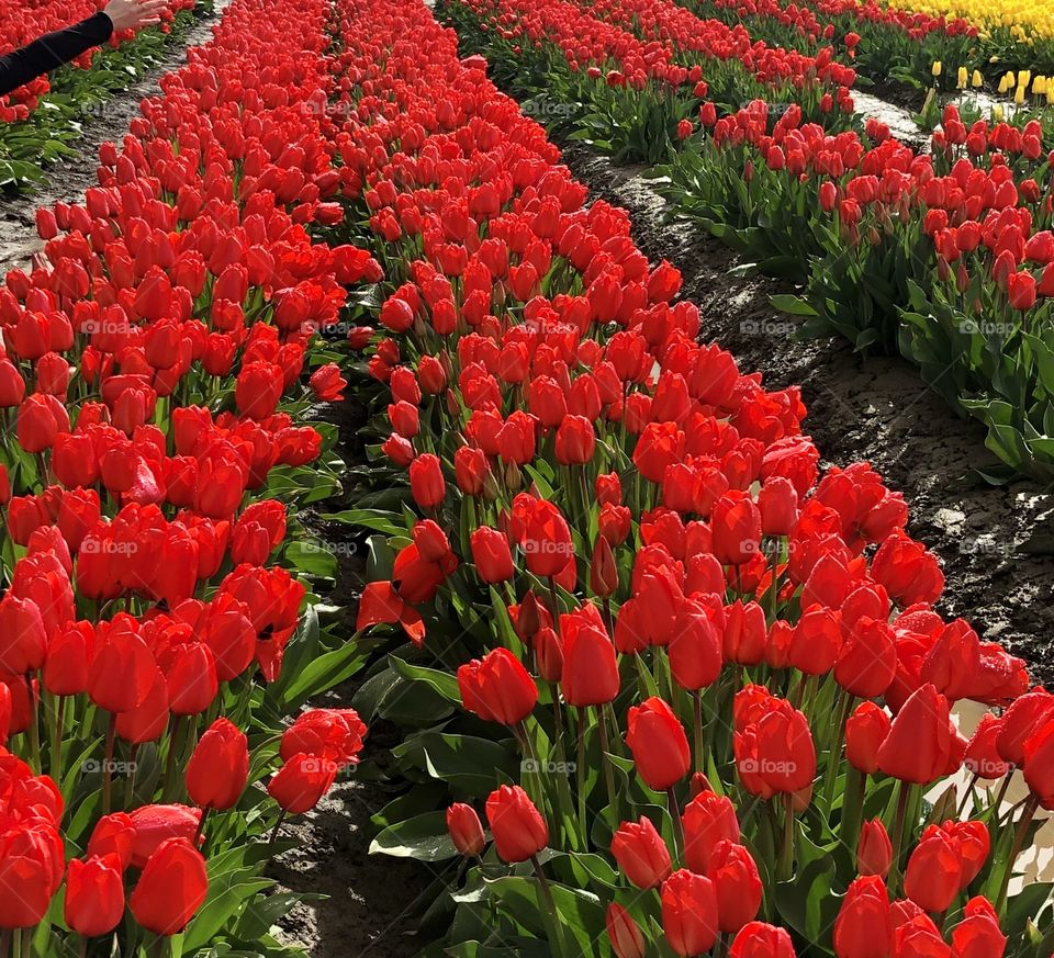 Foap Mission! Glorious Mother Nature!  Vibrant Red Tulip Firlds In Full Bloom Skagit Valley Washington State!