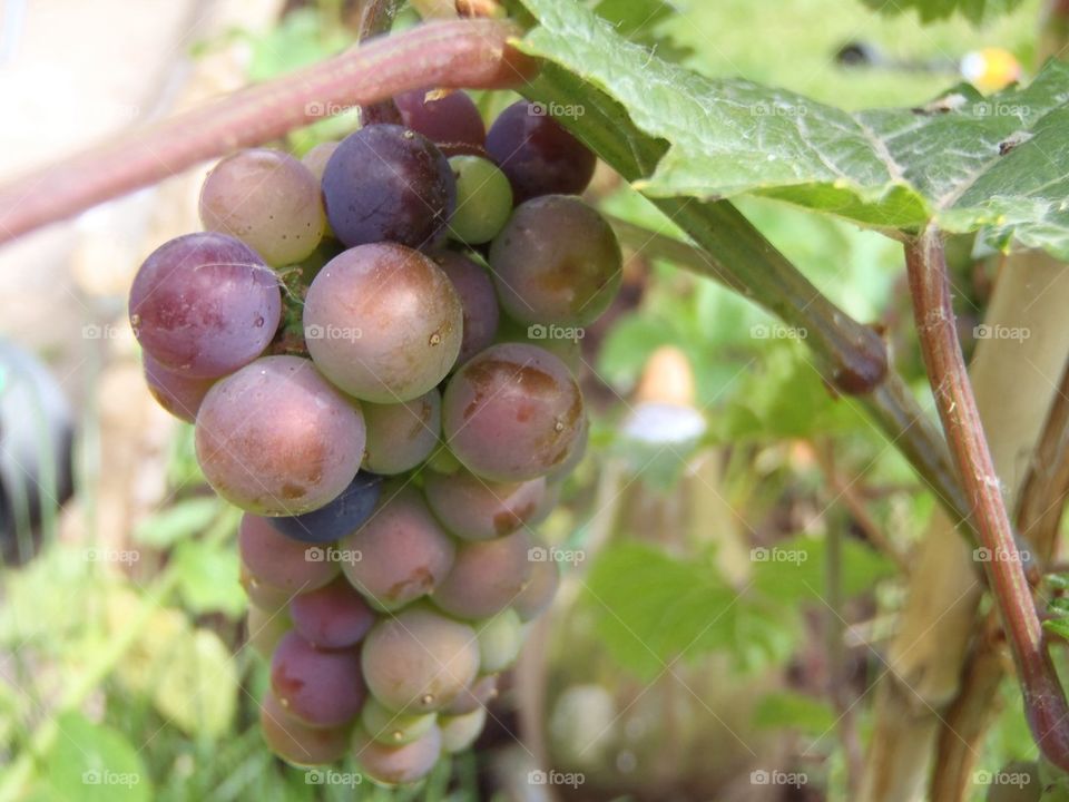 Grape in my garden