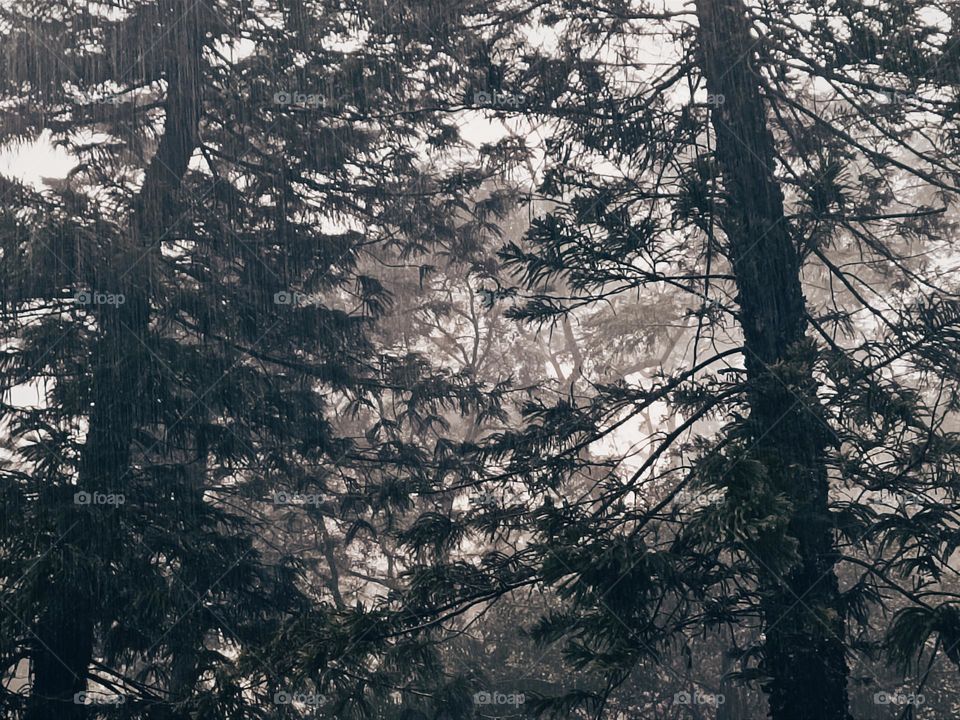 Forest under heavy rain.