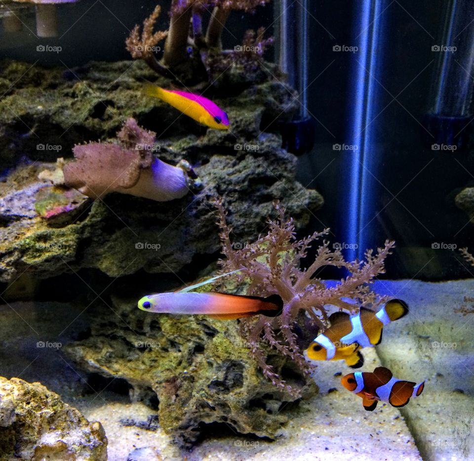 Fish friends 