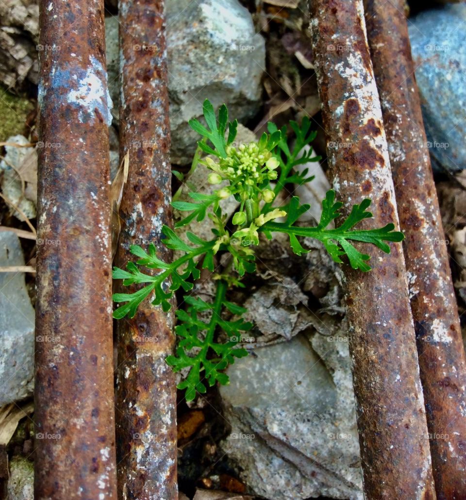 Flor silvestre 