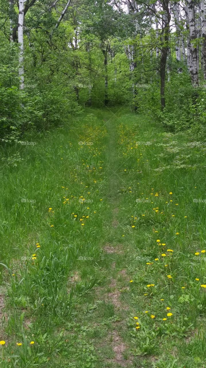 weedy trail