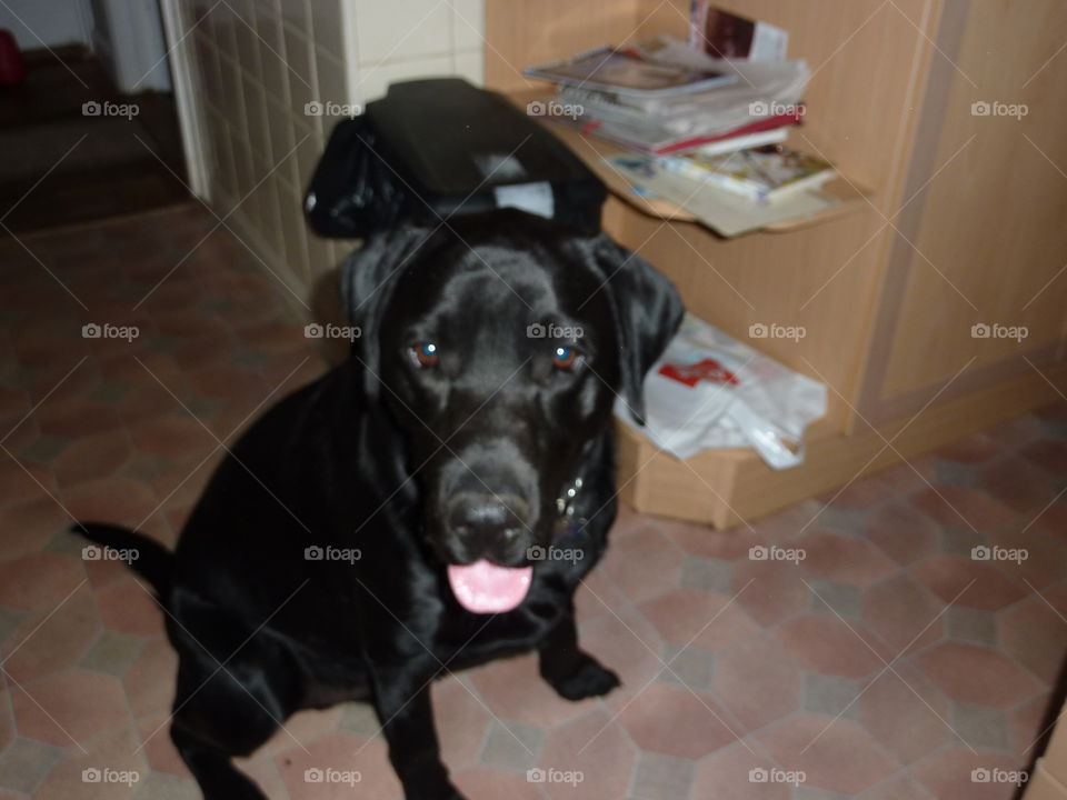 Buddy, a lovely black lab