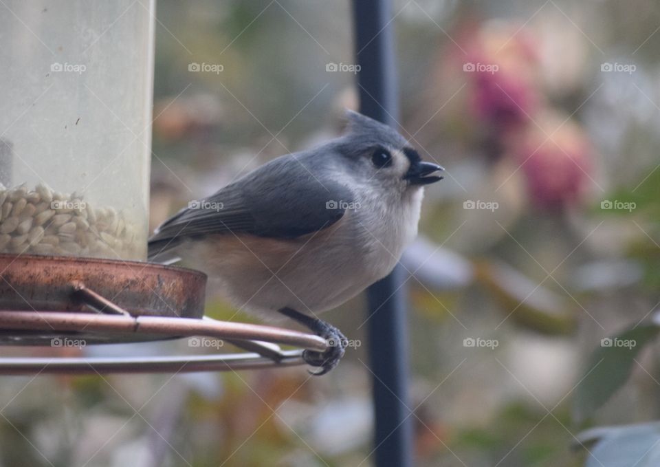 Tufted titmouse