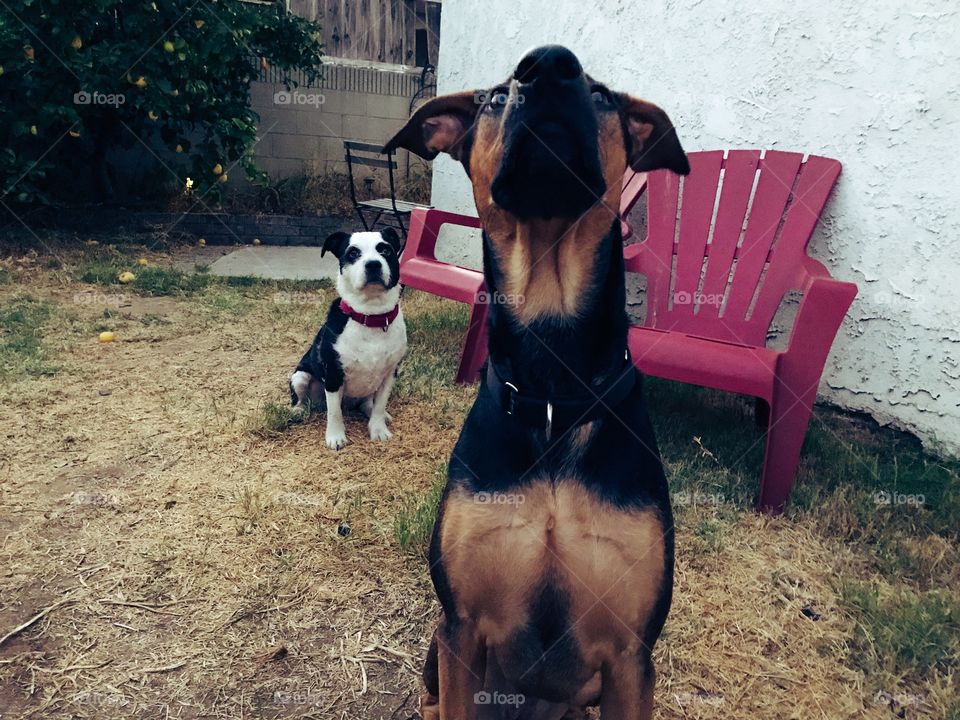 Rebel and Bandit in the yard.