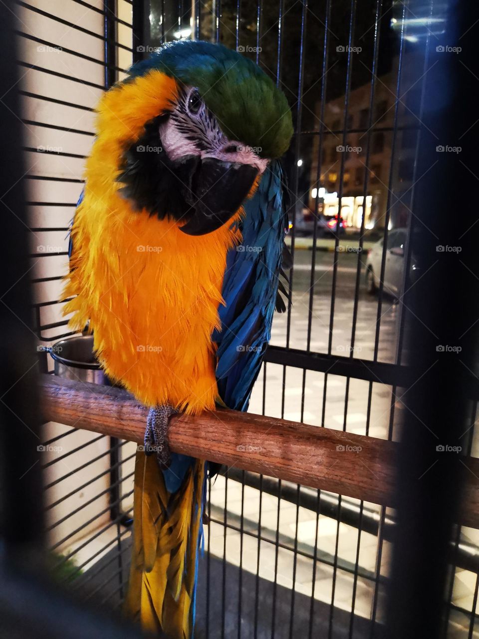 The Asian-African parrot bird lives in the forests and is a beautifully colored speaker