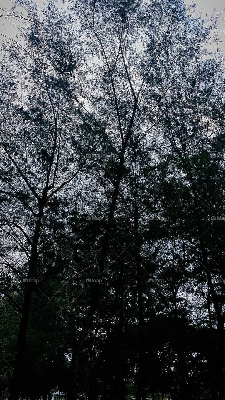 unique long tree view on afternoon