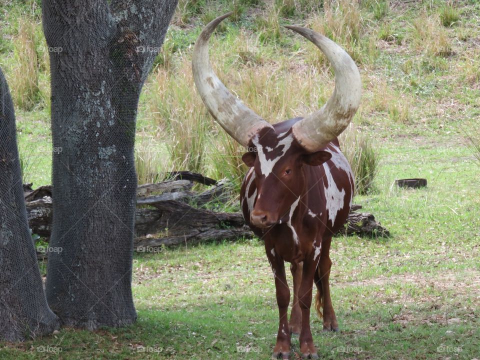 African cow with large horns 