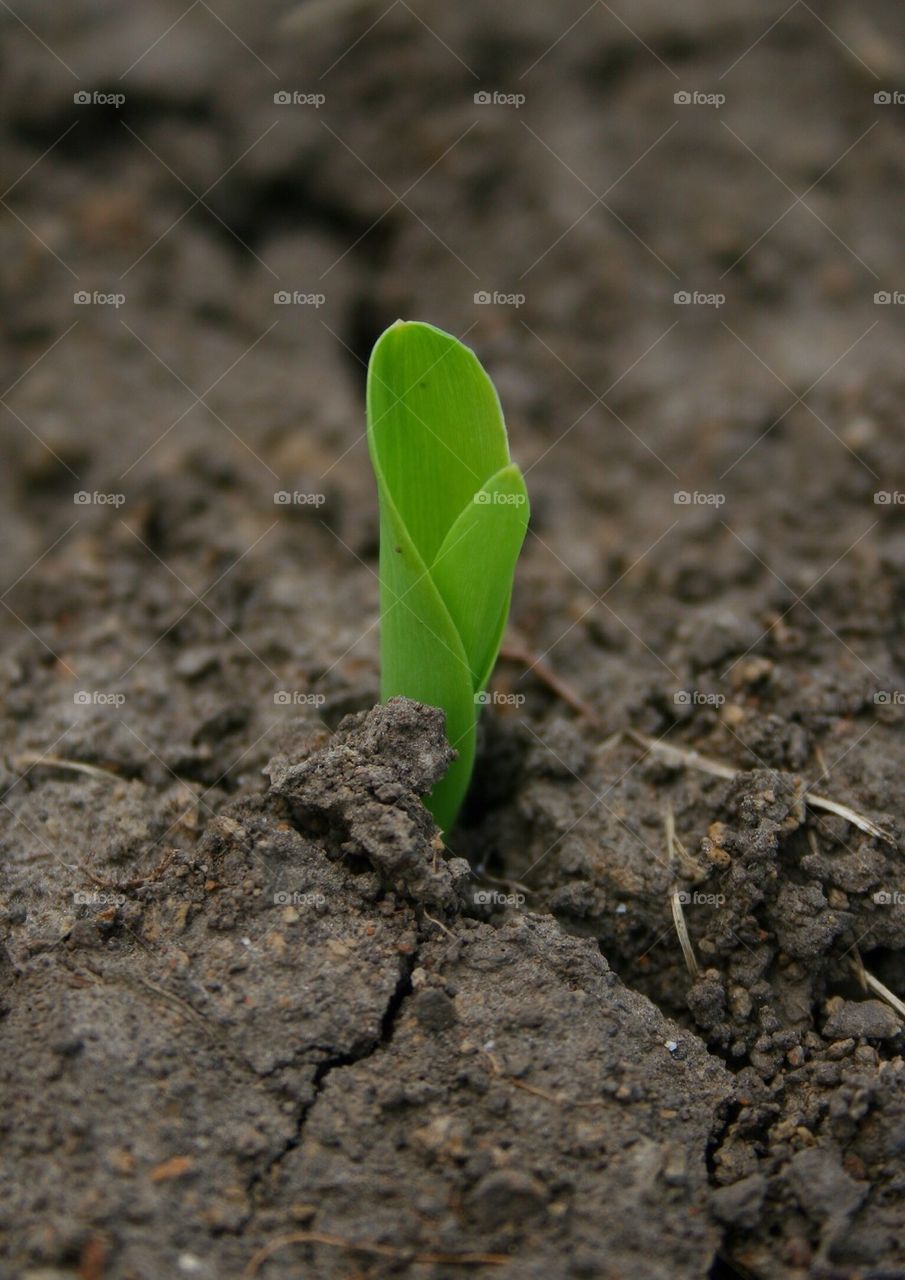 Corn in the Garden 