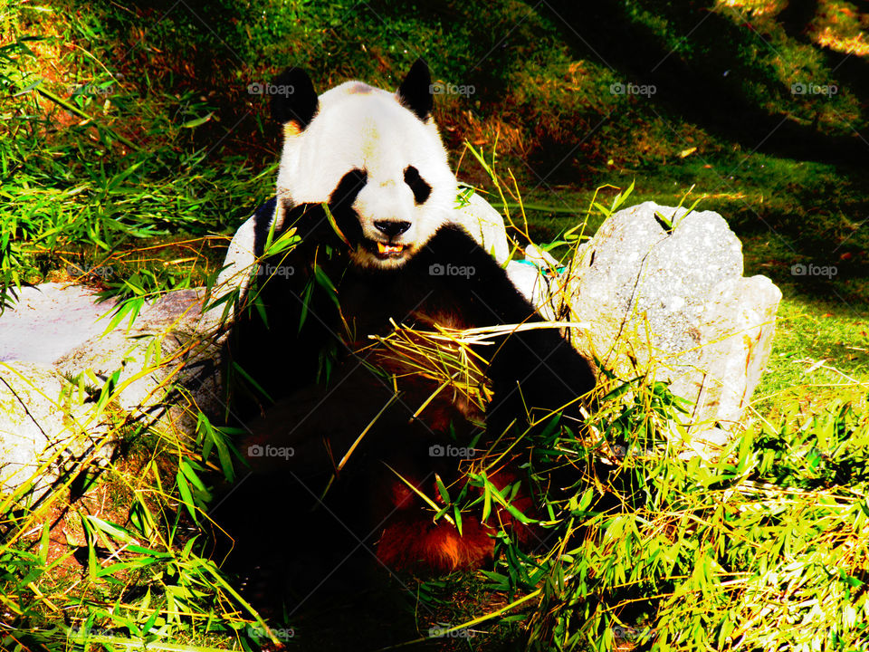 Beautiful, cute and funny panda eating bamboo peacefully in the Madrid zoo.