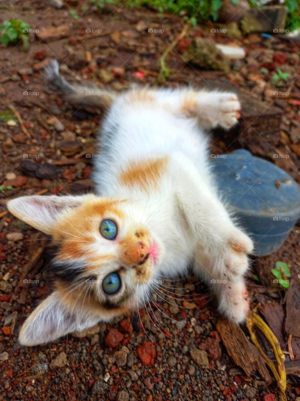 Cute kitten rolling on the ground