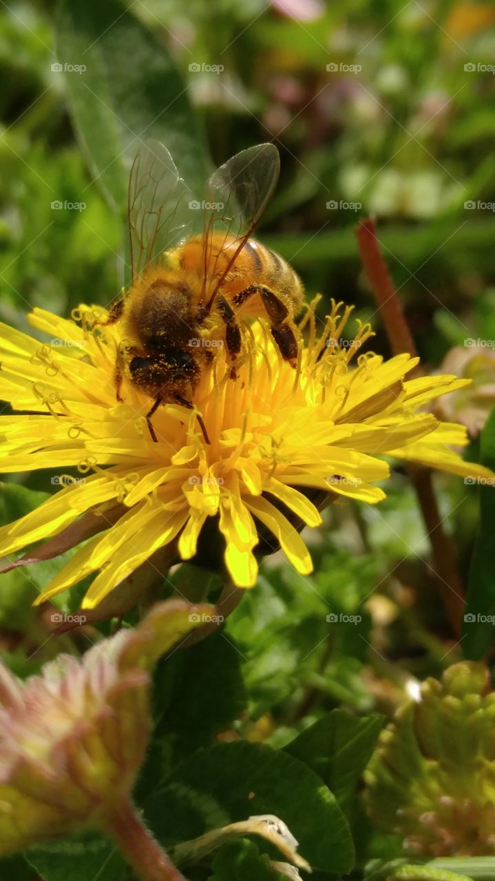 Spring Time Bee Time