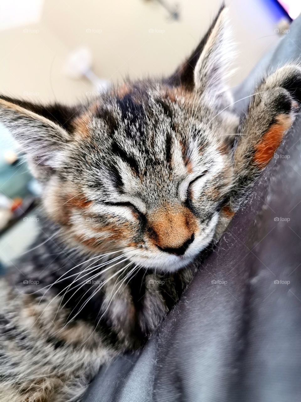 Tabby kitting sleeping