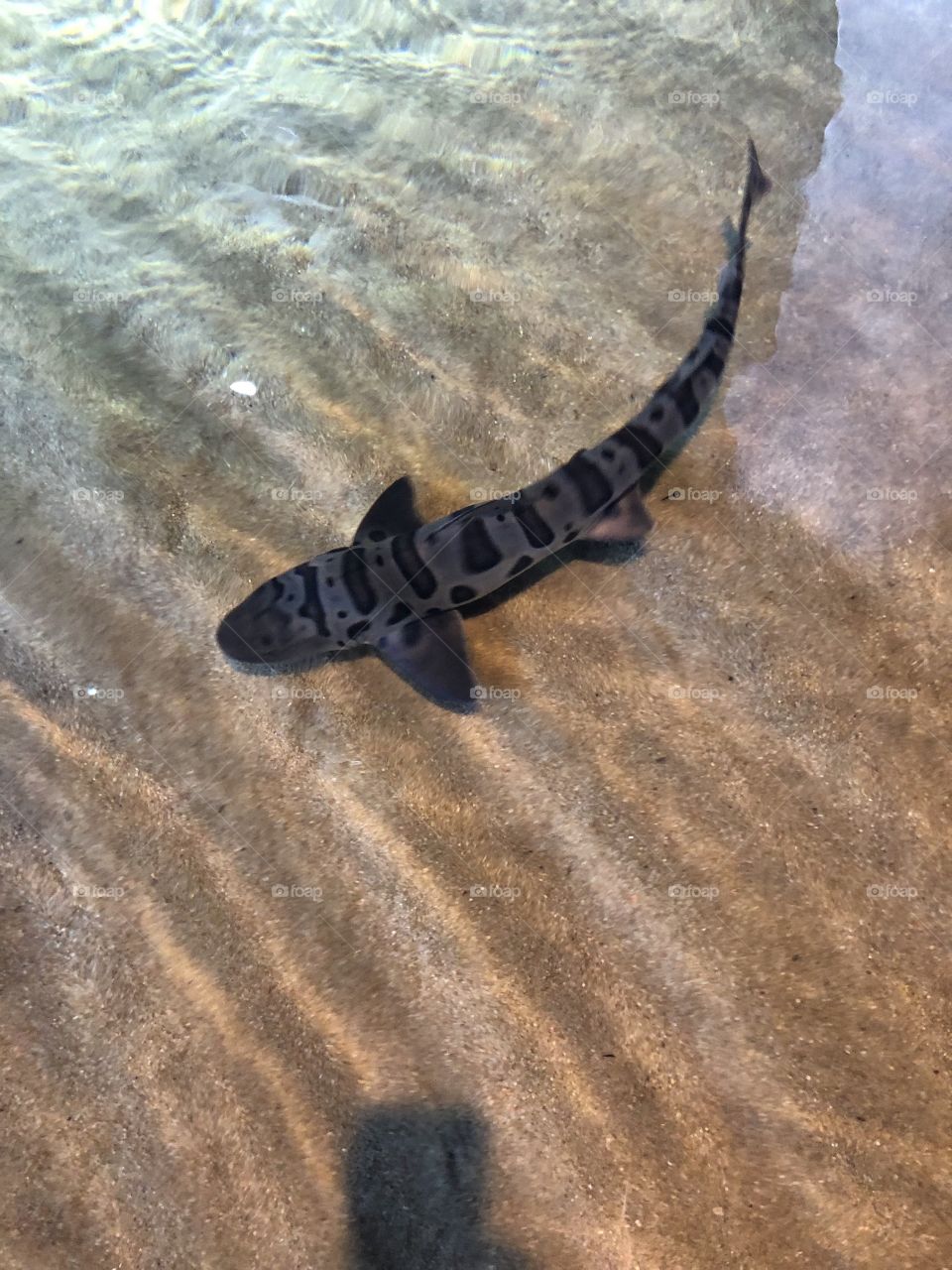Leopard Shark