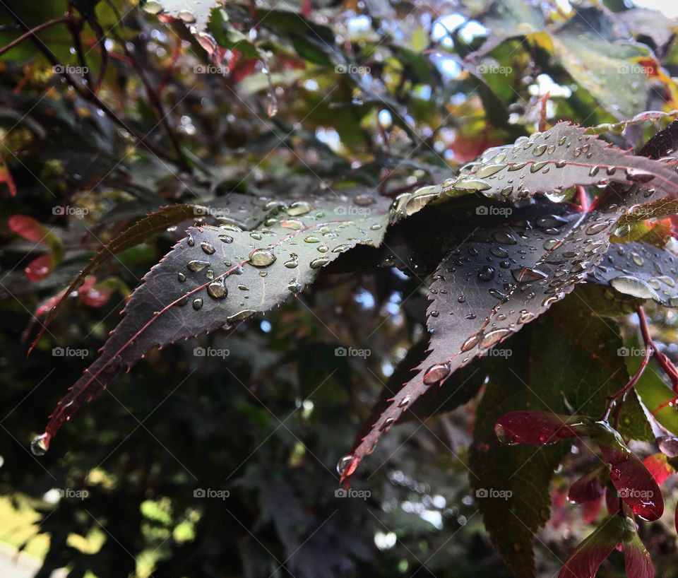 Drop leaf 