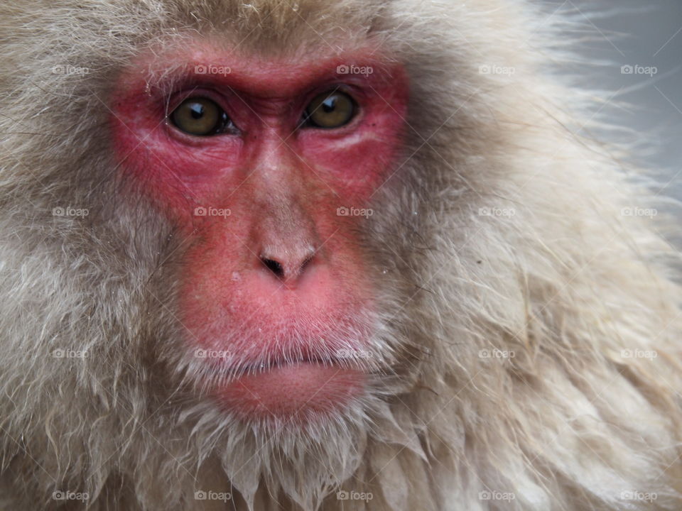 Snow monkey