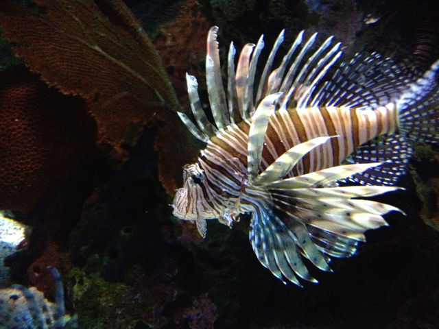 underwater