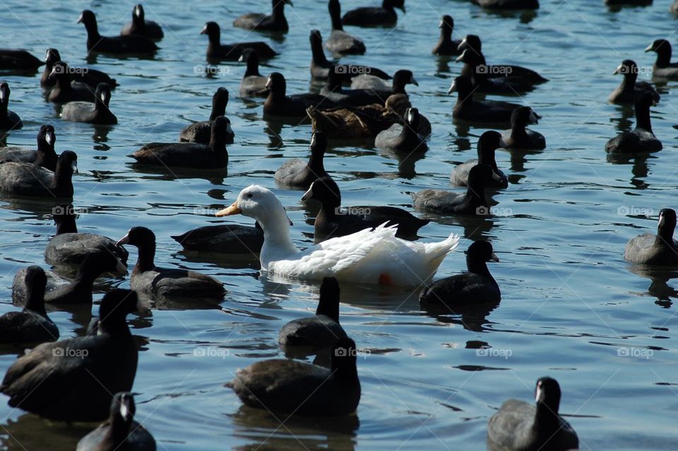 White Duck in Black Lake