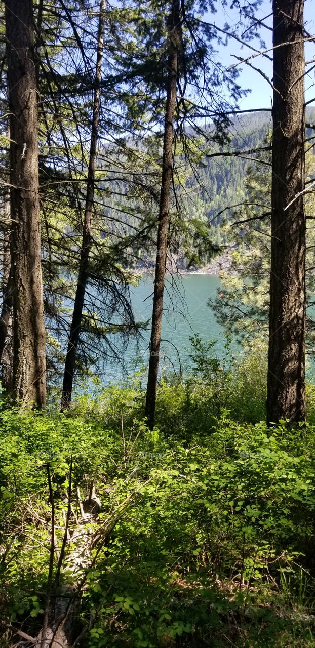green bushes and tree trunks with view of lake and a sunny blue sky on a spring day