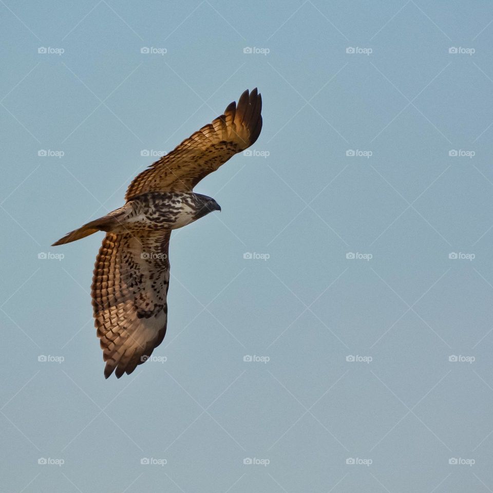 Female Northern Harrier