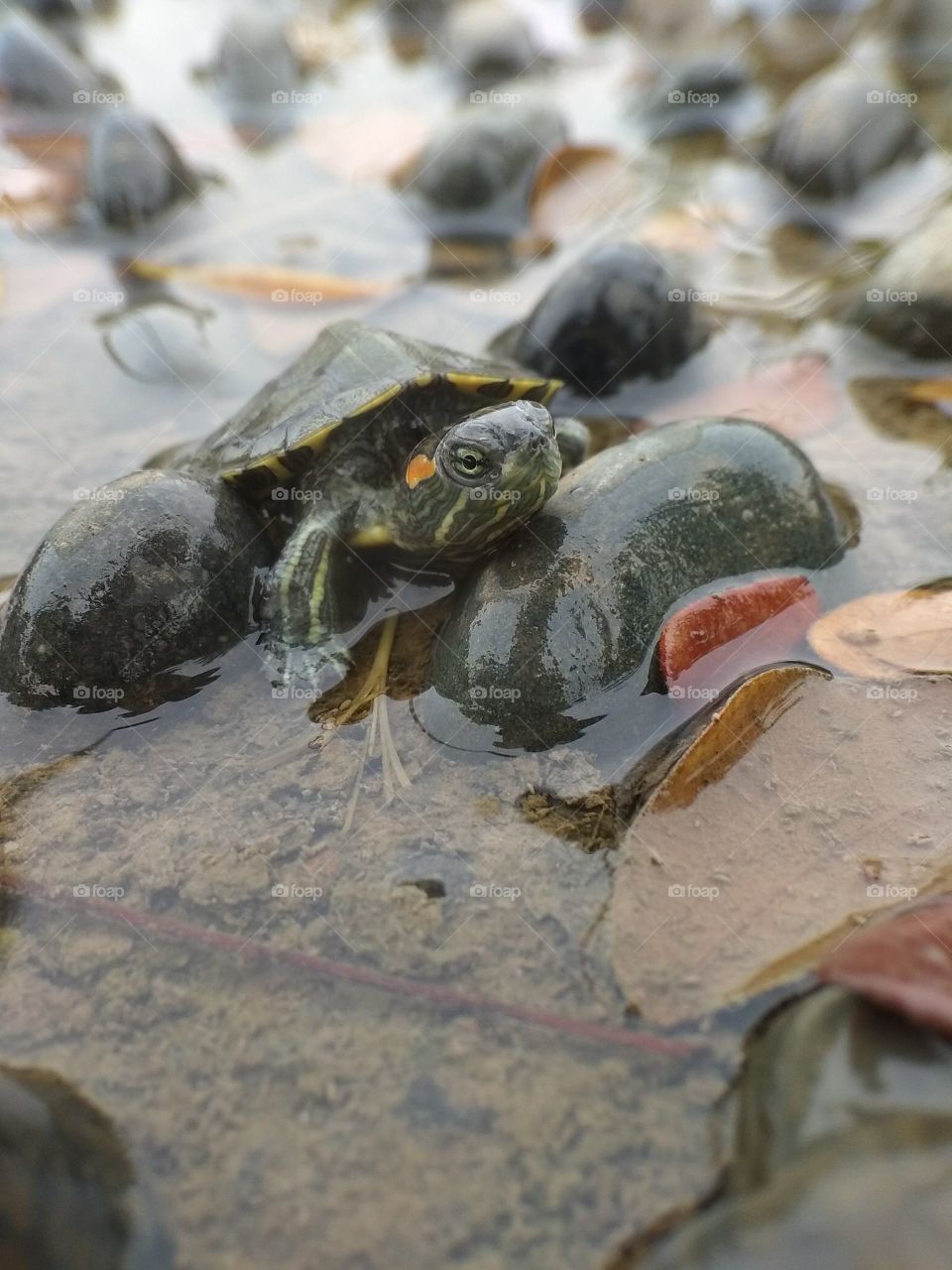 Res Turtle in the river
