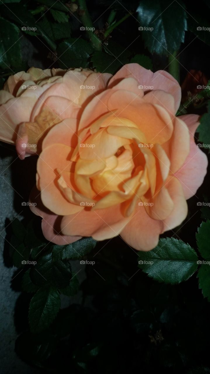 Sinônimo da perfeição