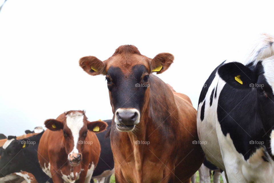 Cow, Agriculture, Cattle, Mammal, Milk