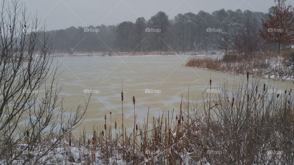 frozen thawing. Taken from the ponds within Gibsons Grant community in Chester, MD during the 2015 winter. 