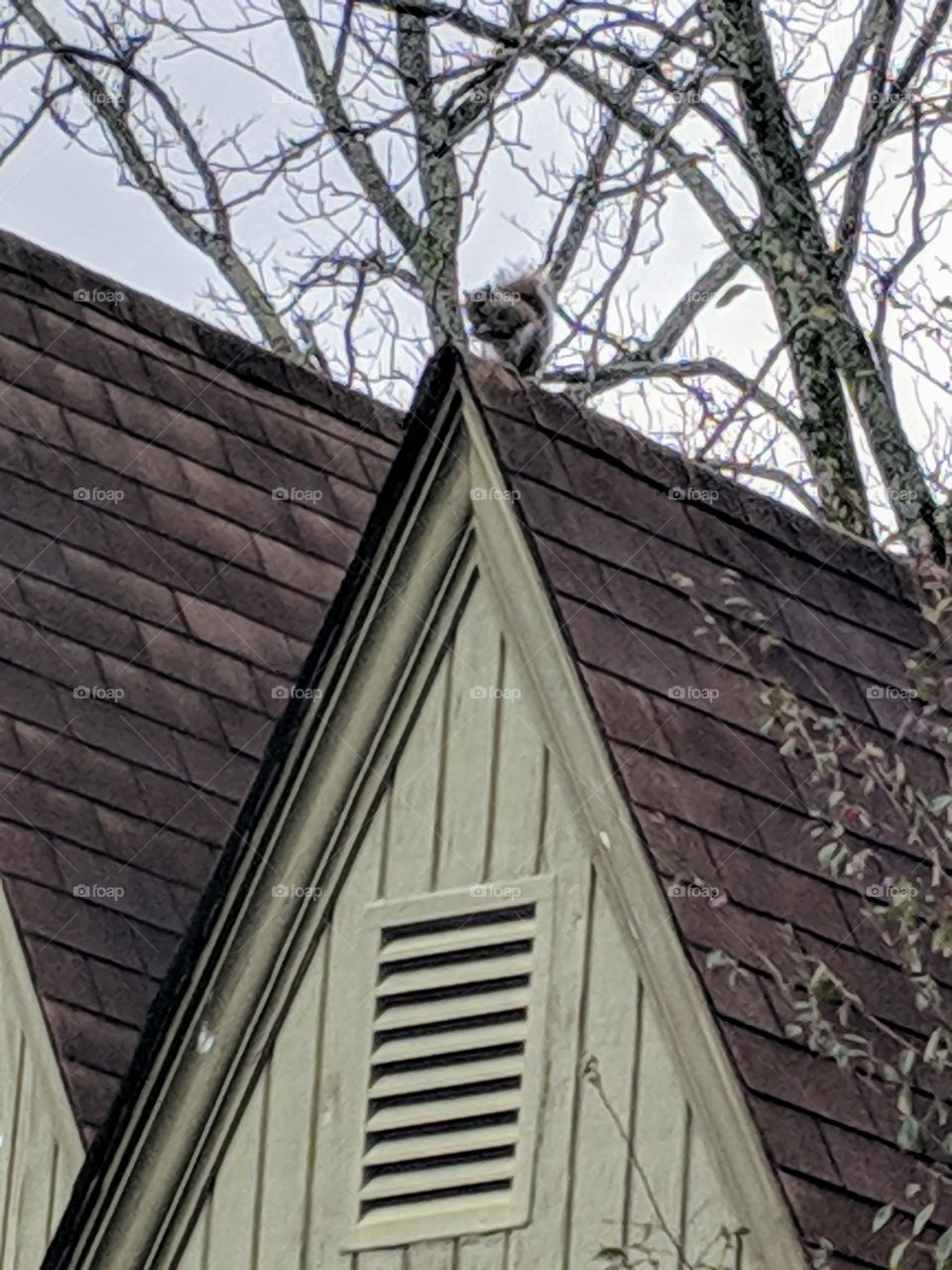 squirrel on roof